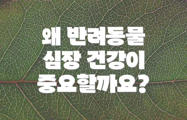 왜 반려동물 심장 건강이 중요할까요?